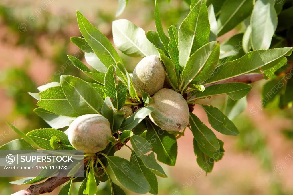 Almond tree, Agricultural fields, High Ribera, Arga-Aragon Ribera, Navarre, Spain.