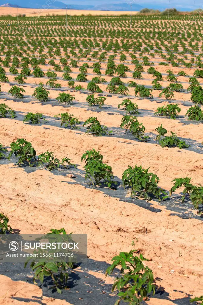 Pepper growing fields, Agricultural fields, High Ribera, Arga-Aragon Ribera, Navarre, Spain.