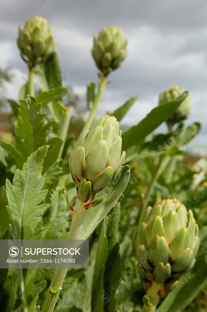 Artichoke growing field, Agricultural fields, High Ribera, Arga-Aragon Ribera, Navarre, Spain.