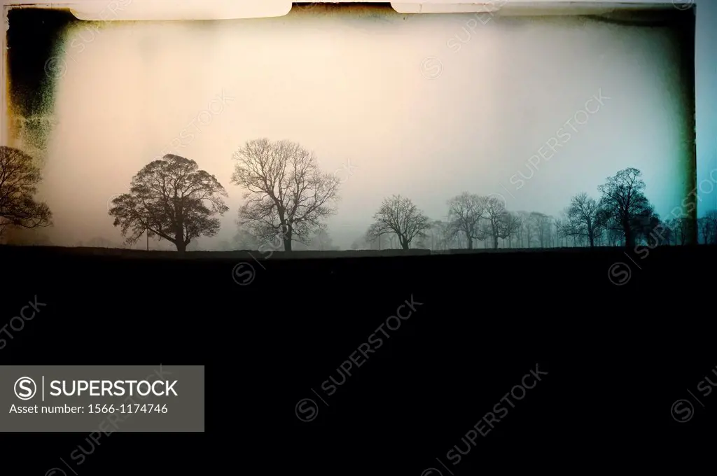 Landscape with trees in North Yorkshire, Yorkshire, England, UK,