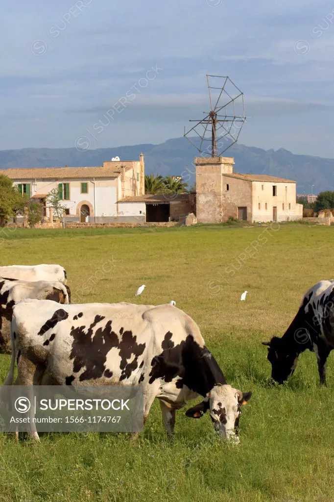 Cows grazing Es Molinar Palma Mallorca Balearic Islands Spain