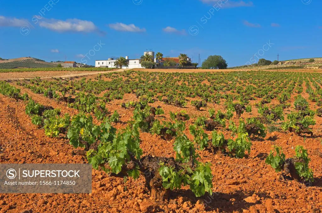 Montilla, Vineyards, Montilla- Moriles area, Cordoba province, Andalusia, Spain.