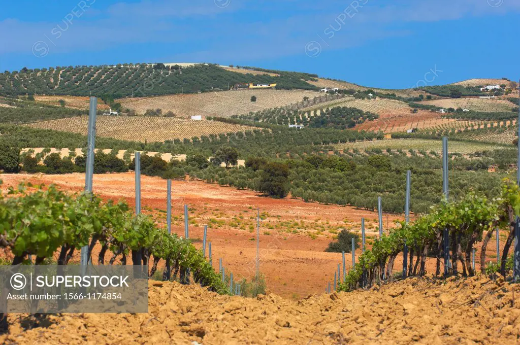 Montilla, Vineyards, Montilla- Moriles area, Cordoba province, Andalusia, Spain.