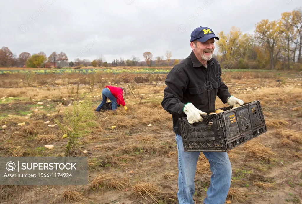 Ray, Michigan - Man helps as volunteers collect leftover squash from a farmer´s field for distribution to those in need  The produce is distributed to...