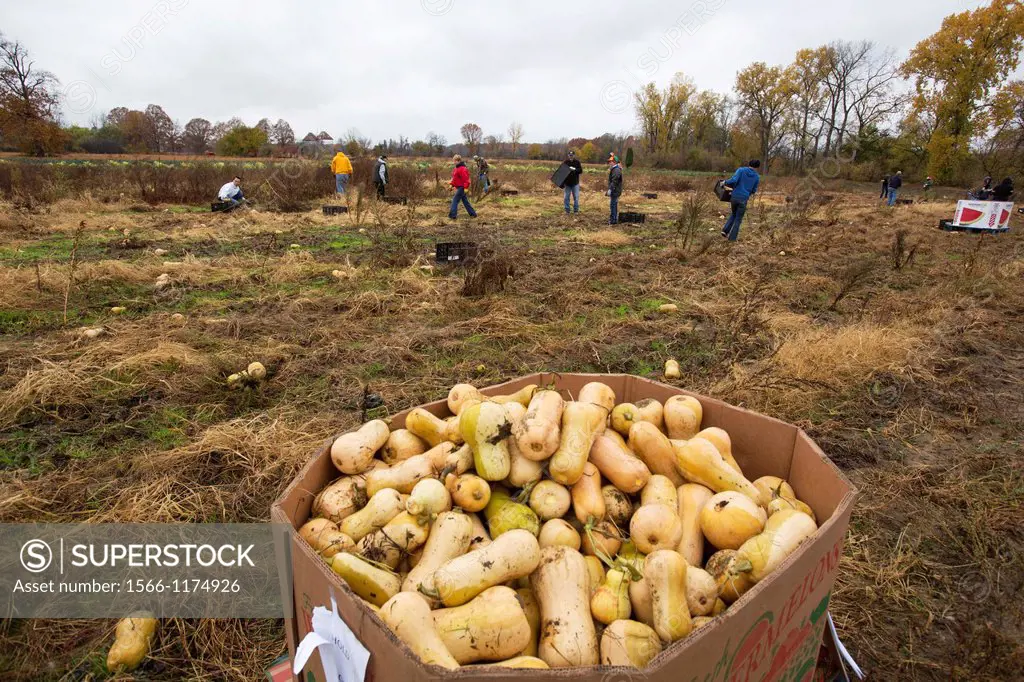 Ray, Michigan - Volunteers collect leftover squash from a farmer´s field for distribution to those in need  The produce is distributed to soup kitchen...