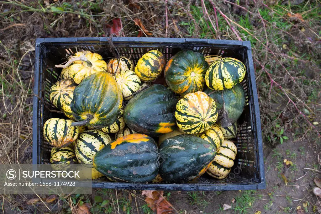 Ray, Michigan - A bin of squash, collected for those in need by volunteers gleaning a farmer´s field  The produce is distributed to soup kitchens, foo...