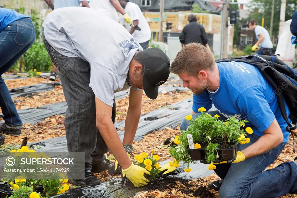 Detroit, Michigan - Volunteers from the American Federation of Teachers and from the local community plant marigolds in a community garden