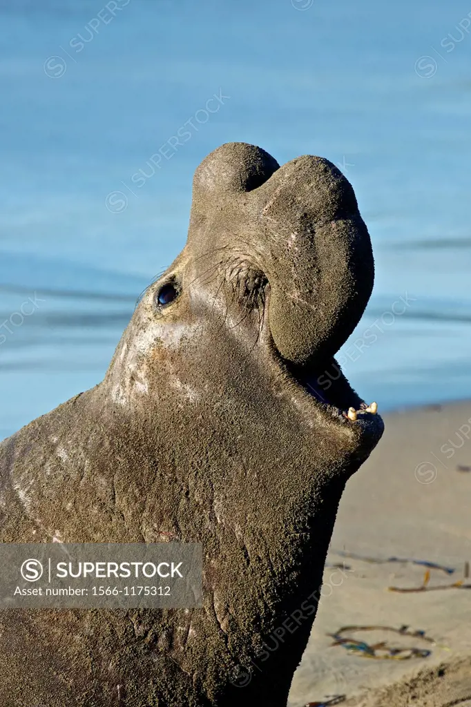 North America, USA, California, San Simeon  Northern Elephant Seal