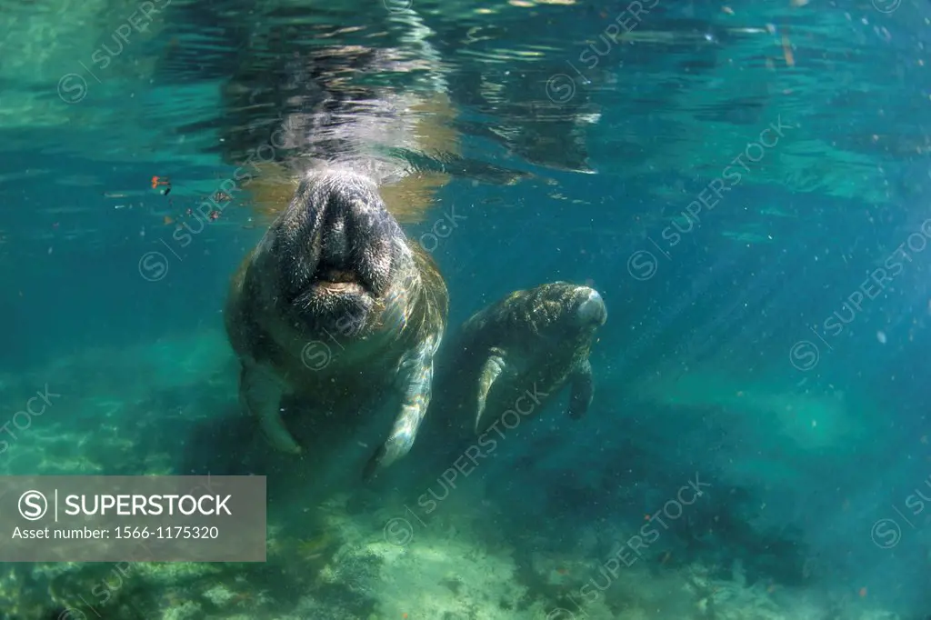 West Indian Manatee: Filmed on location at Crystal River National Wildlife Refuge, Crystal River, Florida courtesy of the U S  Fish and Wildlife Servi...