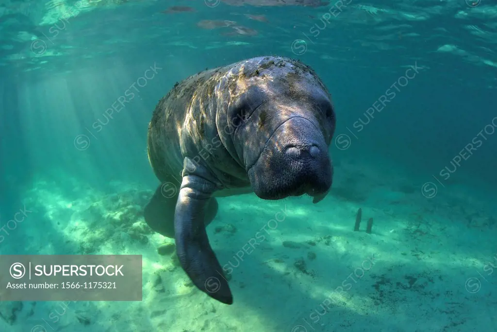 West Indian Manatee: Filmed on location at Crystal River National Wildlife Refuge, Crystal River, Florida courtesy of the U S  Fish and Wildlife Servi...