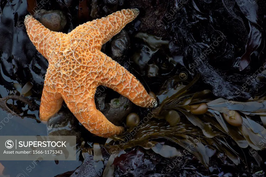 Ochre sea star clinging to a rock in a tidepool