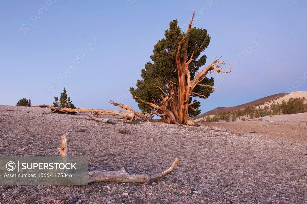 A dead branch of an Ancient Bristlecone Pine tree