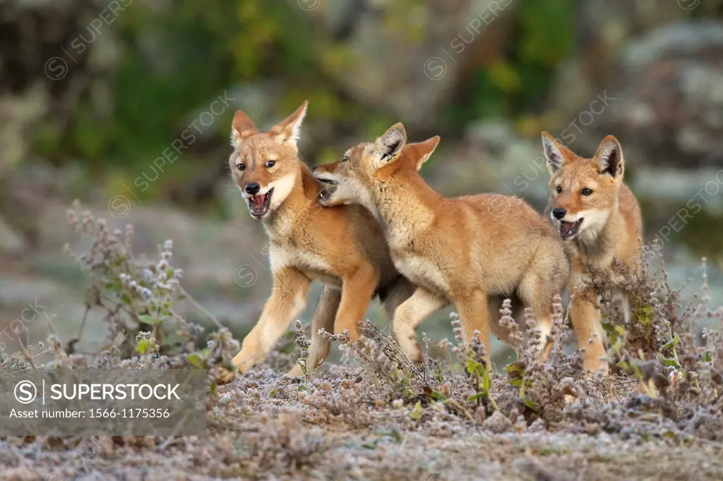 Ethiopian wolf pups playing