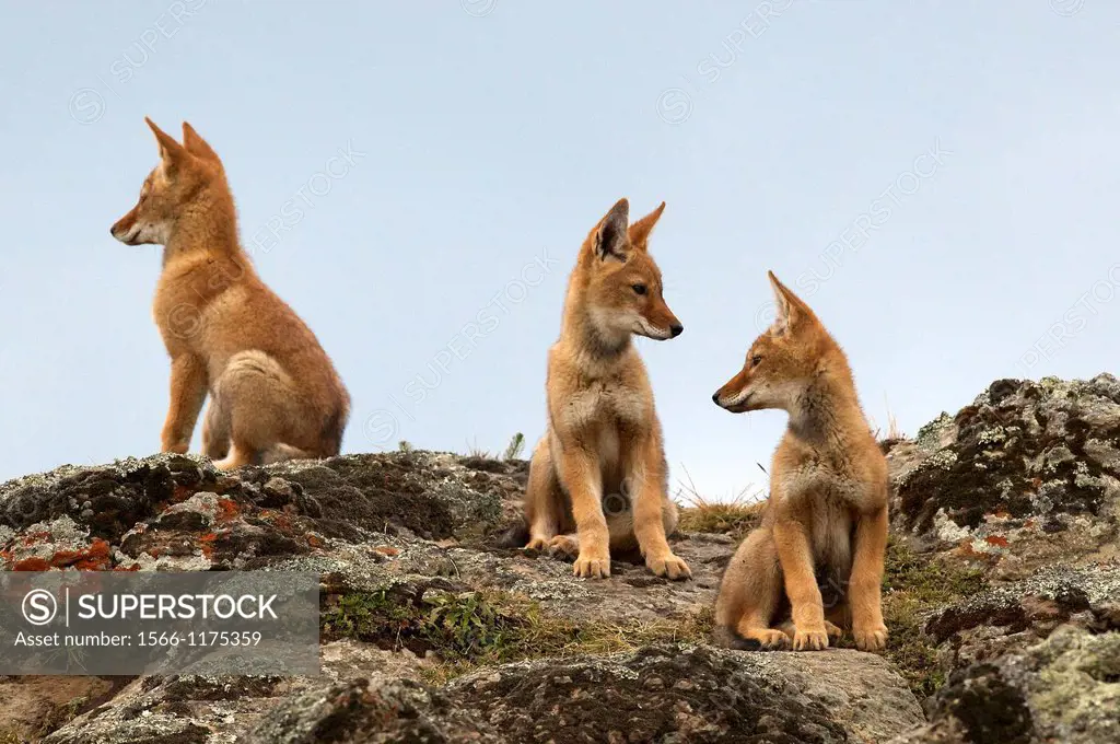 three Ethiopia wolf pups