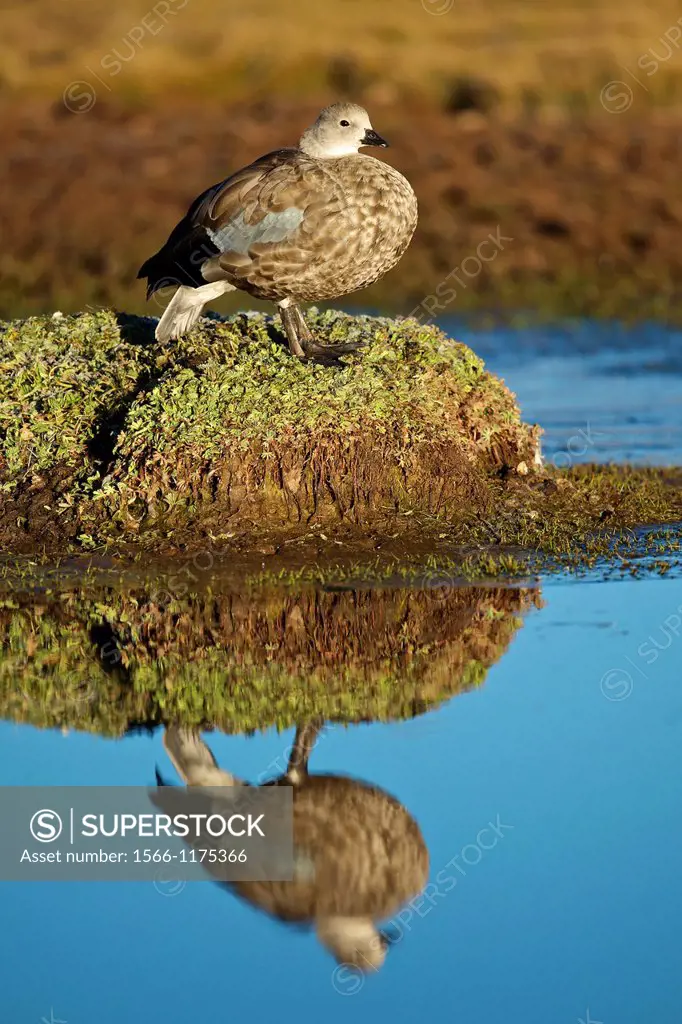 Blue-winged goose reflected in a pond