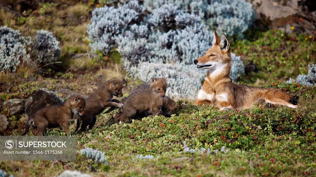 3-wk old Ethiopian Wolf pups exploring outside the den for the first time