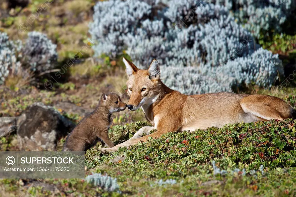 Ethiopian wolf parent bonding with young