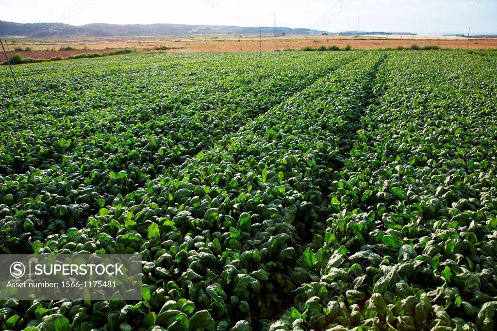 Spinach growing fields, Agricultural fields, High Ribera, Arga-Aragon Ribera, Navarre, Spain.