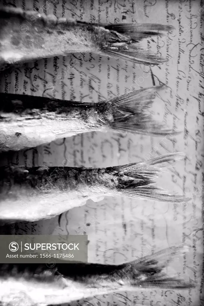 colas de arenques, pescado azul sobre fondo de texto escrito a mano, herring tails, blue fish on handwritten text