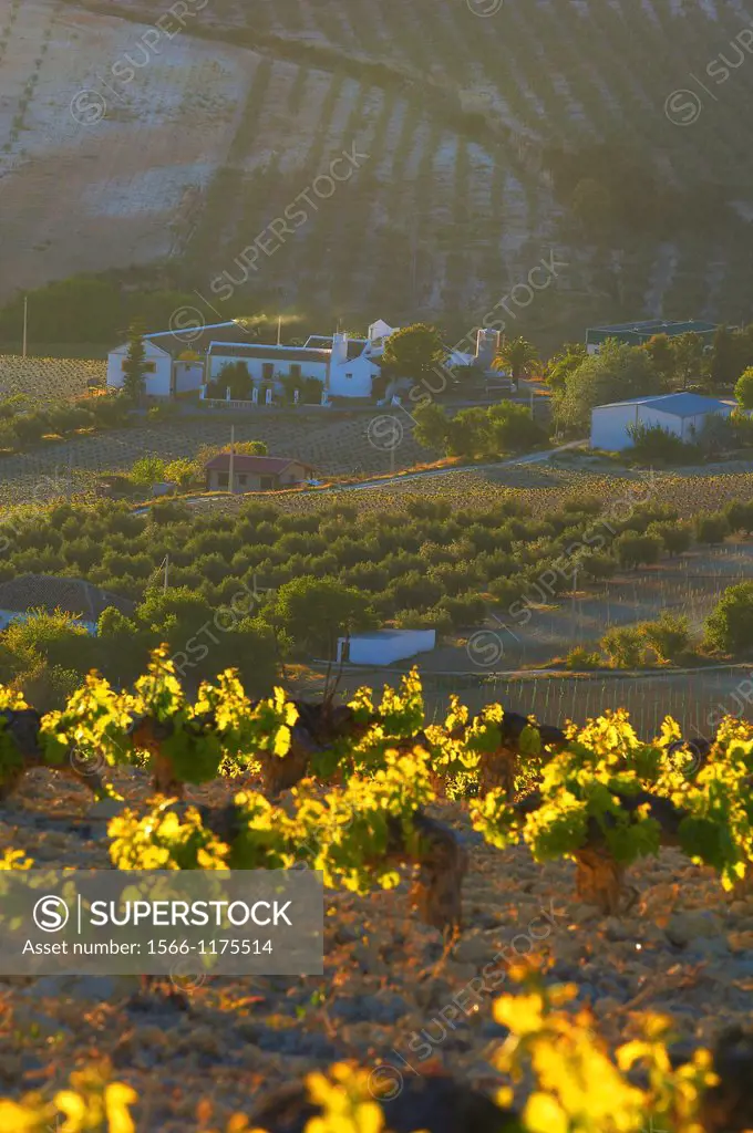 Montilla, Vineyards, Montilla- Moriles area, Cordoba province, Andalusia, Spain.