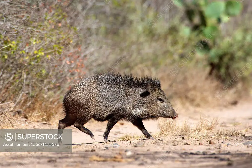 A young peccary walking, Texas
