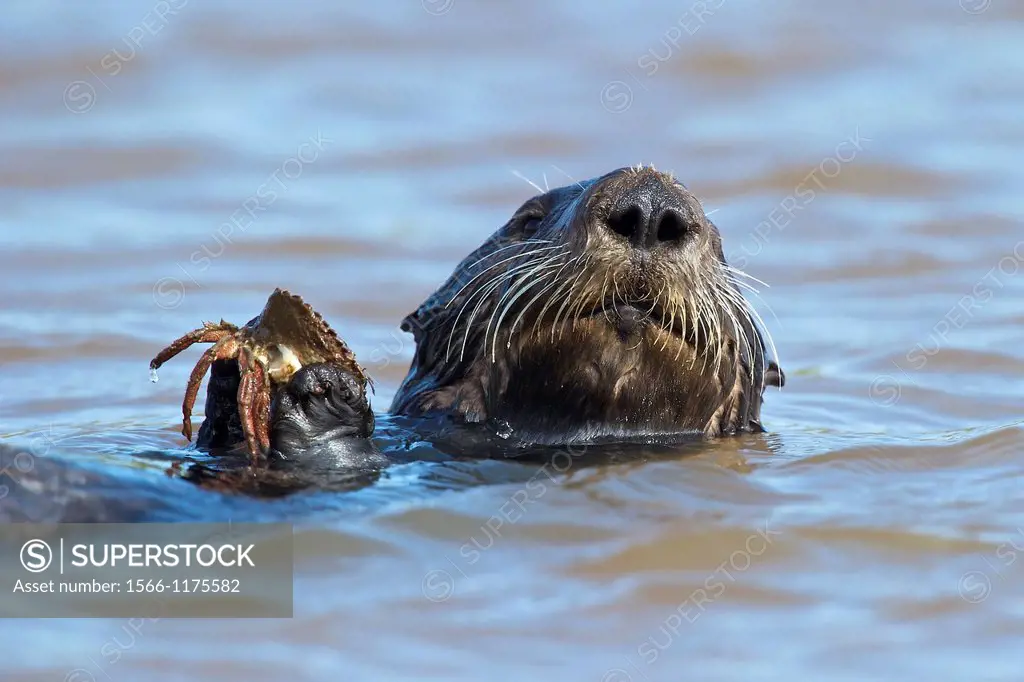 Sea otter holding a crab in Monterey, CA