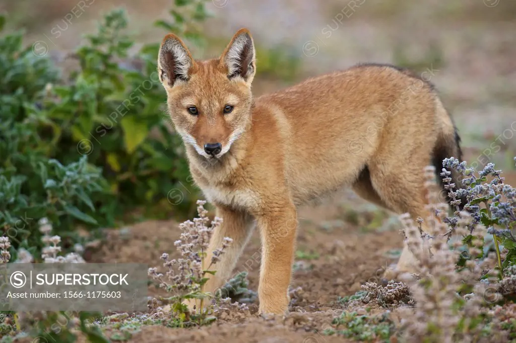 portrait of an Ethiopian wolf pup