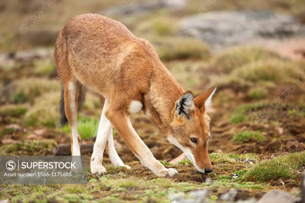 Ethiopian wolf smelling the ground