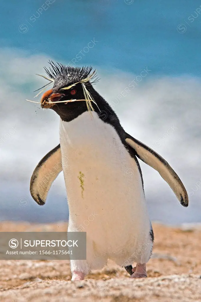 Southern Rockhopper Penguin Eudyptes chrysocome Falkland Islands with nesting material