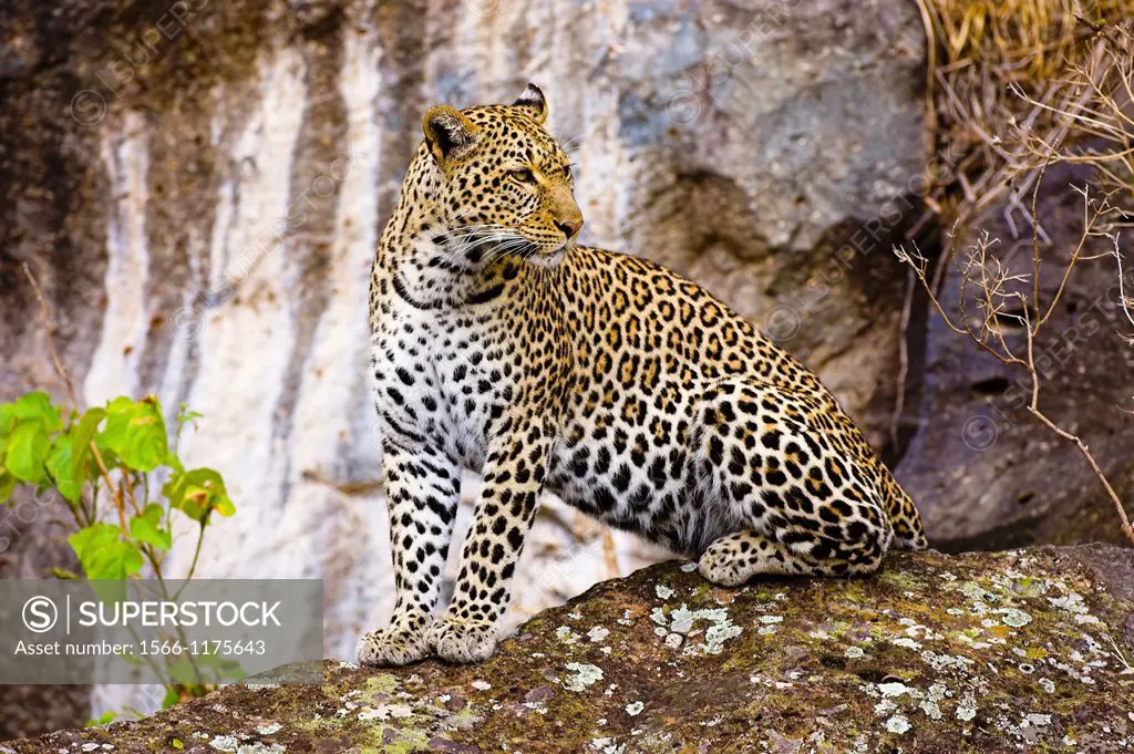 Leopard Panthera pardus on rock, Masai Mara Kenya, showing effective camoflage