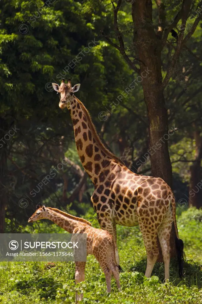Adult female Rothschild´s Giraffe Giraffa camelopardalis rothschildi with young in Murchison Falls National Park, Uganda