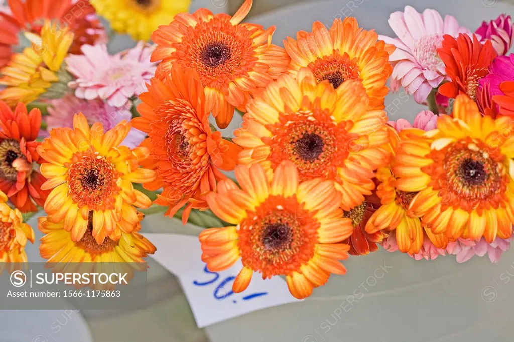 Orange gerberas in florist buckets  Cut flowers in public market
