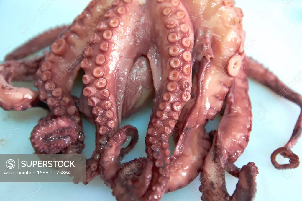 -Octopus- Mediterranean Delicious Food.