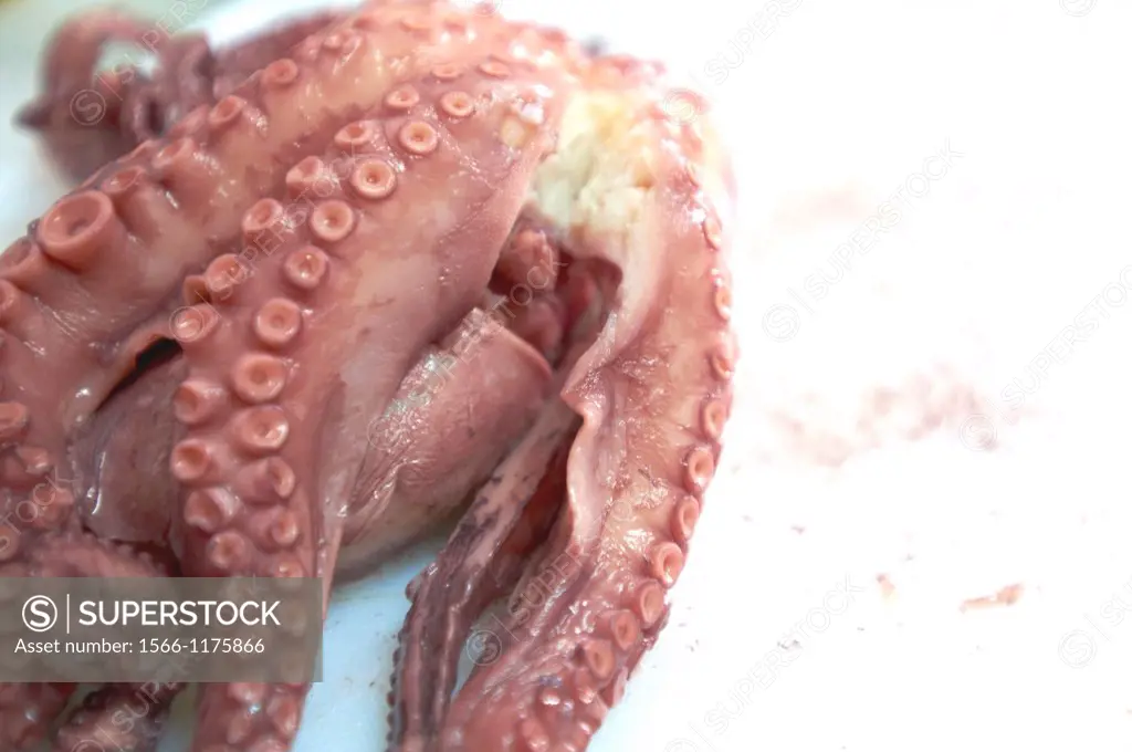 -Octopus- Delicious Food.