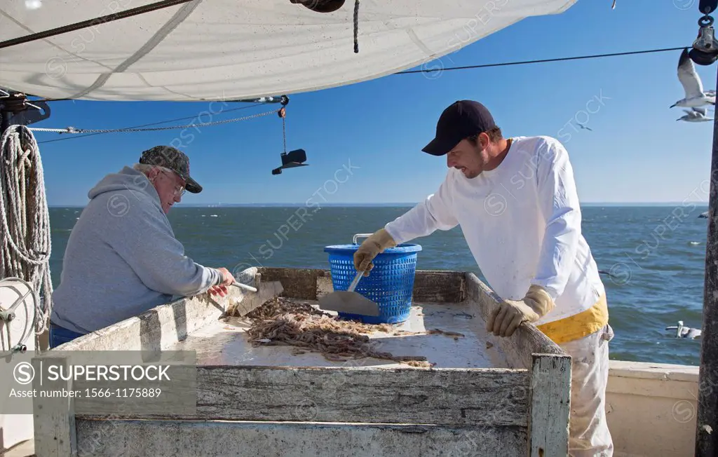 Mobile, Alabama - A shrimp trawler on Mobile Bay  Jackie Schwartz left and Darrell Goleman sort shrimp from the bycatch  The trawler is part of the Al...