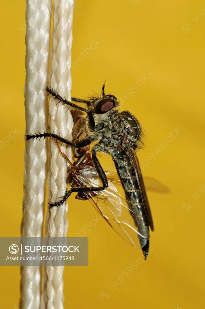 Horse-fly with prey