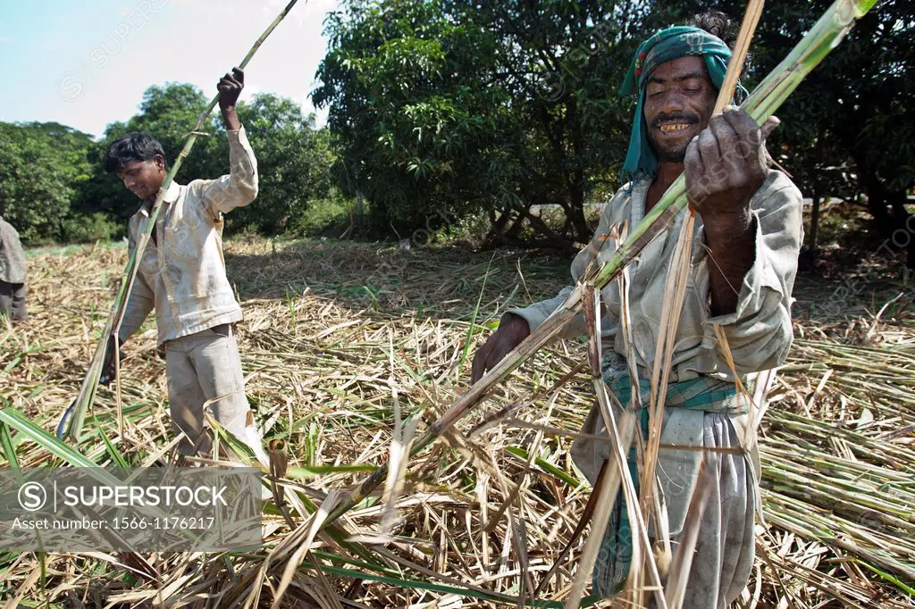 Farm laborers cut sugar cane Gujarat India