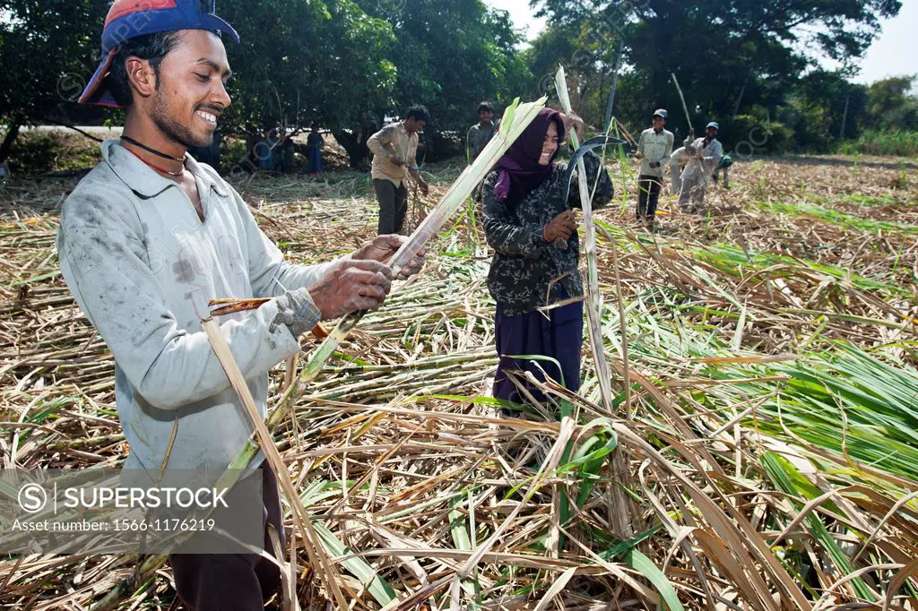 Farm laborers cut sugar cane Gujarat India