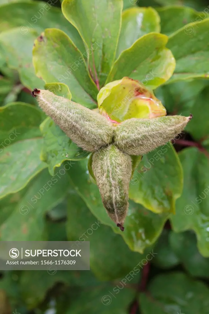 Paeonia mascula subsp  triternata