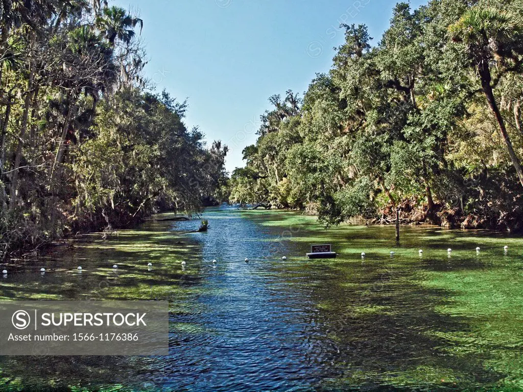 Blue Spring State Park  Central Florida  Blue Spring is a Manatee refuge and home to a number of West Indian Manatees  Water from the spring feeds int...