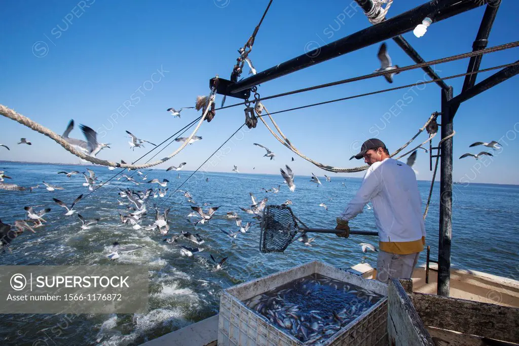 Mobile, Alabama - A shrimp trawler on Mobile Bay  Darrell Goleman separates the shrimp from other species by putting them in a tank of salt water, the...