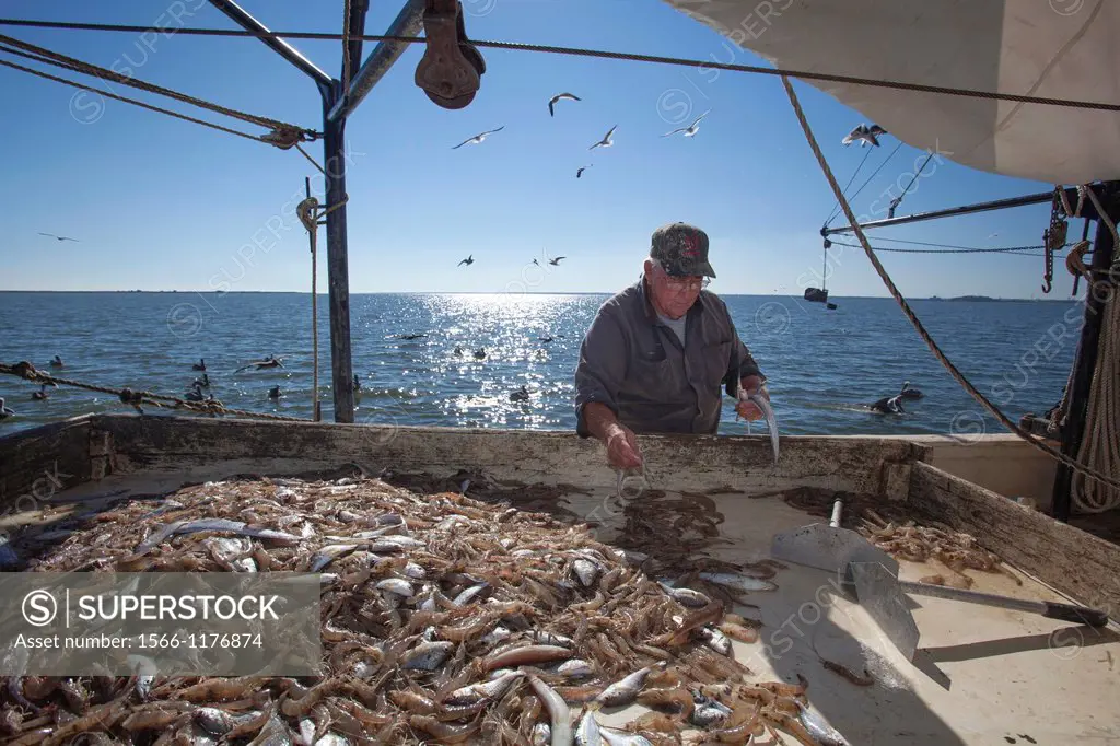 Mobile, Alabama - A shrimp trawler on Mobile Bay  Jackie Schwartz sorts shrimp from the bycatch  The trawler is part of the Alabama Fisheries Cooperat...
