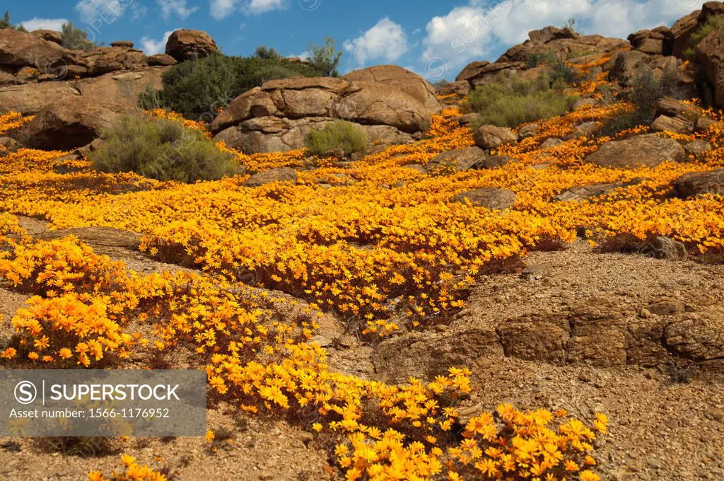 Spring flower display of Ursinia cakilefolia in Nababeep, Namaqualand, South Africa