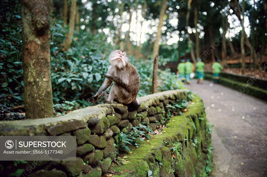 A funny monkey looks up into the sky while sitting on a wall