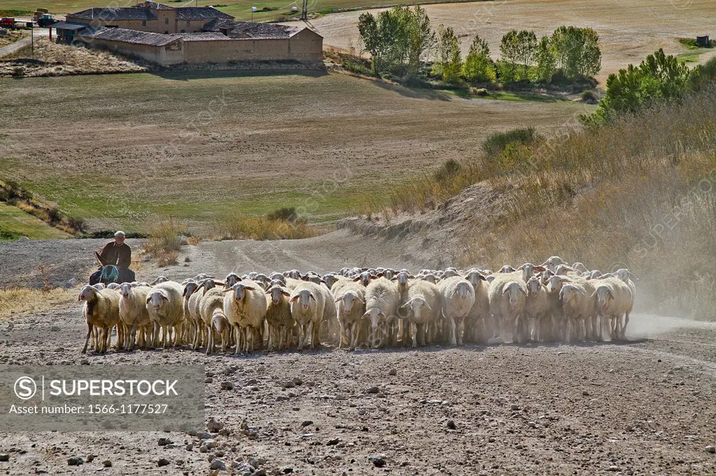 Flock sheep, dogs, and Shepherd riding a donkey , near Urueña, Castile and León, Spain