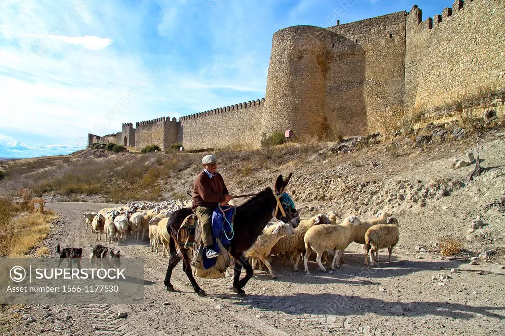 Flock sheep, dogs, and Shepherd riding a donkey , near castle wall Urueña, Castile and León, Spain