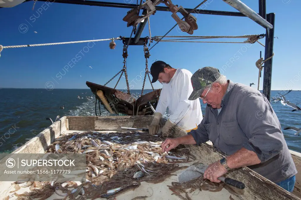 Mobile, Alabama - A shrimp trawler on Mobile Bay  Jackie Schwartz and Darrell Goleman sort shrimp from the bycatch  The trawler is part of the Alabama...