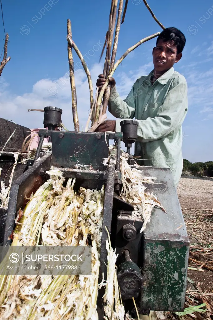 Crushing sugar cane to make unrefined sugar jaggery or gur Gujarat India