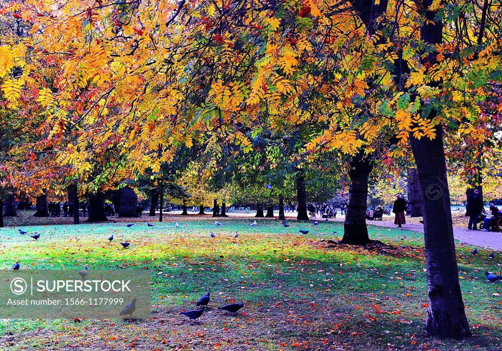 Visitors enjoy the Autumn/ Fall colours in St  James´s Park, London, England on a fine day