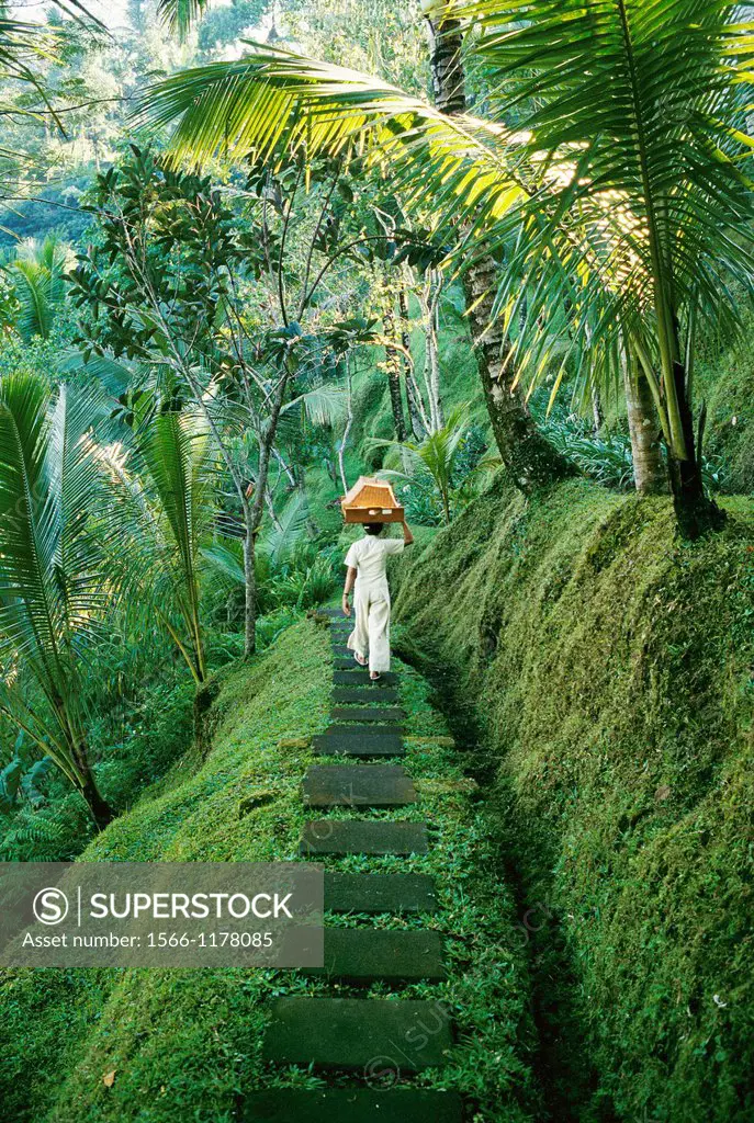 A woman carries food baskets on her head under tropical trees